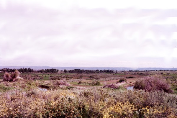 Western View