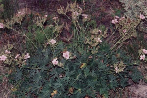 Indigenous Flowers