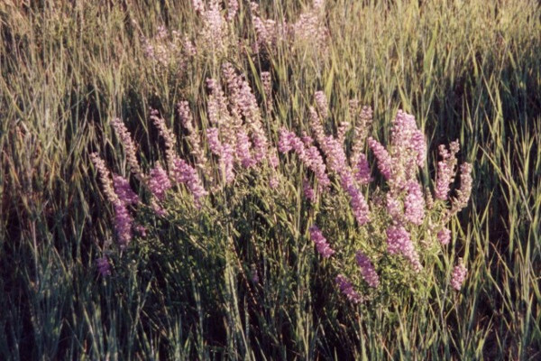 Indigenous Flowers