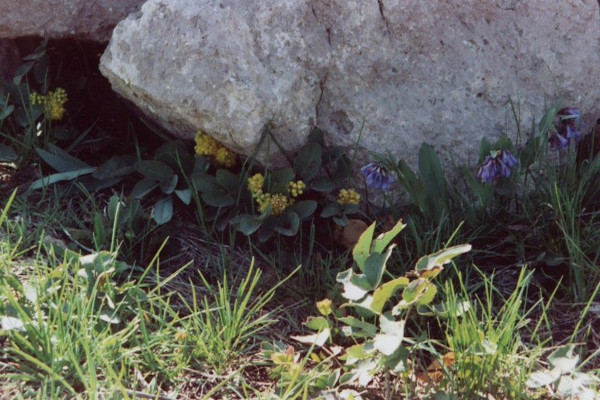 Indigenous Flowers